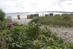Vordergrund: Heckenrosen, Hintergrund: Strandkörbe, Sand und Meer