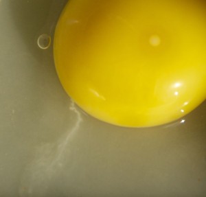 Aufgeschlagenes Ei mit deutlich erkennbarem Keimfleck