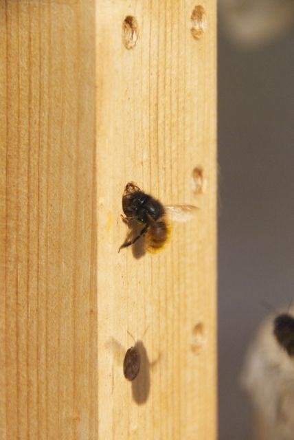 Mauerbiene vor einem Loch des Ikea-Regals auf unserer letzten Terrasse