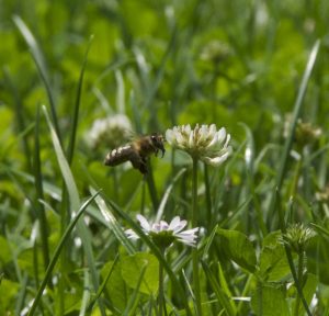 Fliegende Honigbiene in einem Rasen mit Klee und Gänseblümchen